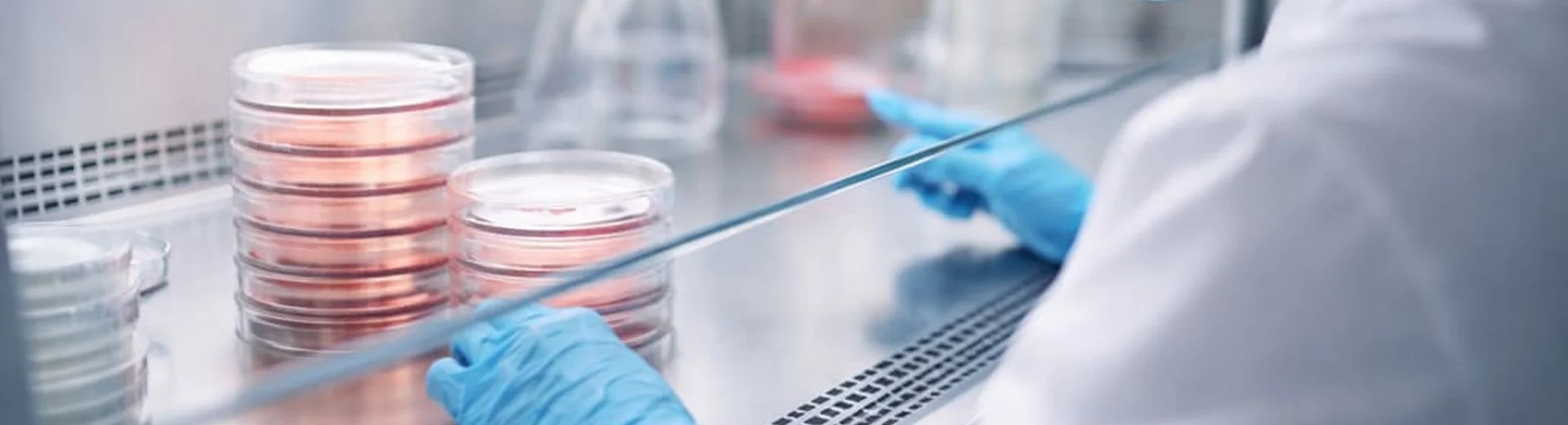 A gloved lab technician arranges filled Petri dishes upside down in a clean bench.
