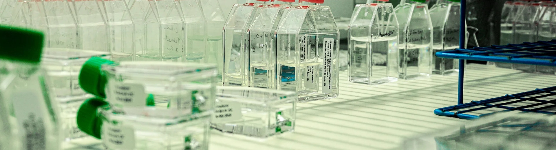 Cell culture flasks are neatly arranged on a lab bench beside racks and other lab equipment.
