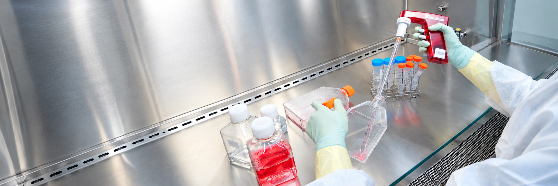 A researcher performs cell culture work in a biosafety cabinet using a pipette to handle samples.