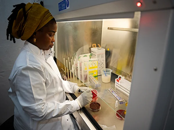 Laboratory researcher handling culture dishes inside a biological safety cabinet.