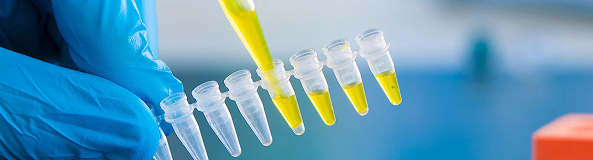 A gloved technician uses a pipette to add liquid into a row of PCR tubes.
