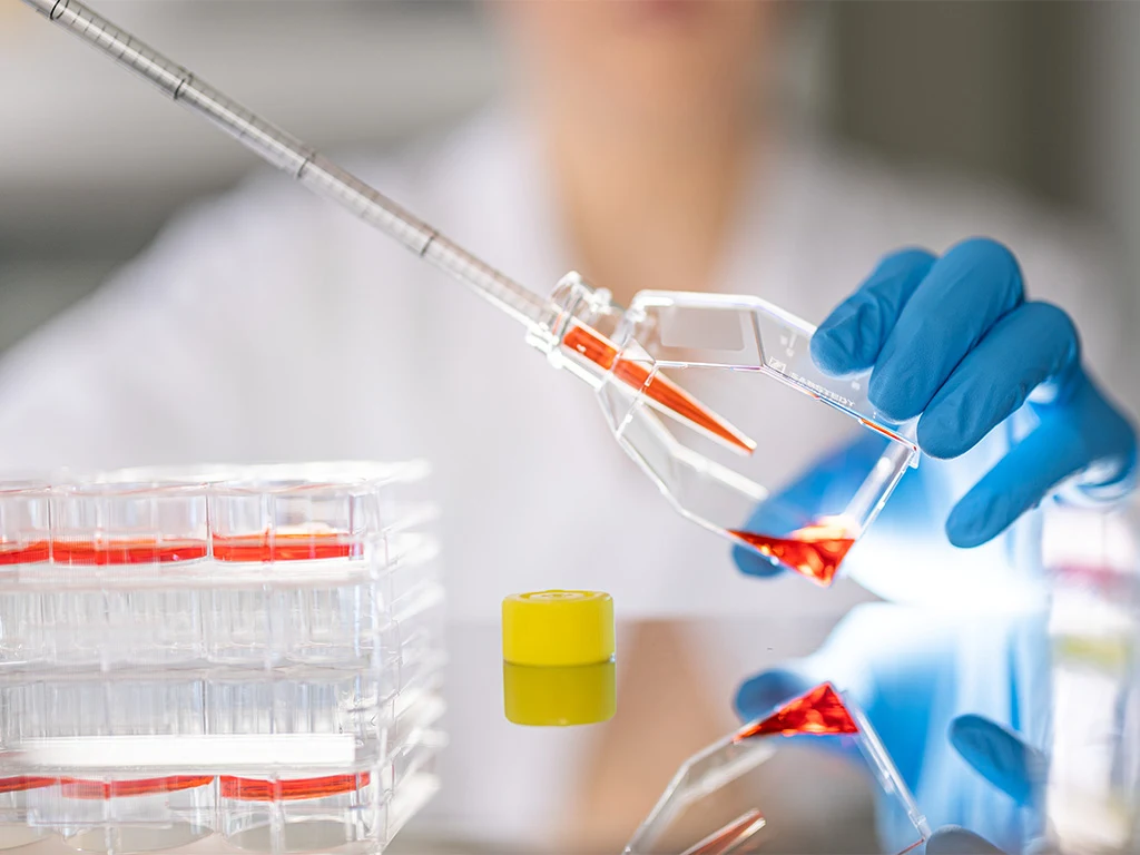 A researcher uses a pipette to transfer liquid into a cell culture flask.