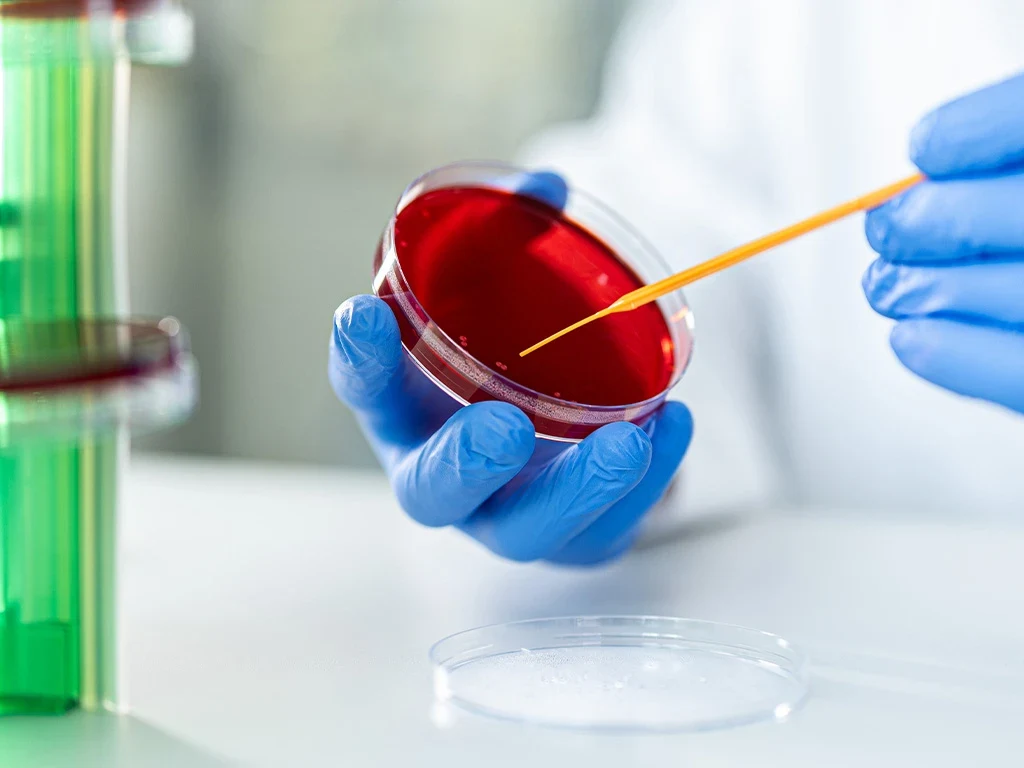 A researcher holds a Petri dish and uses an inoculation loop on the medium surface.